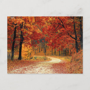 Pretty forest postcard