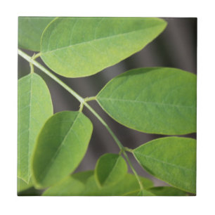 Pretty fresh green summer ash tree leaves. ceramic tile