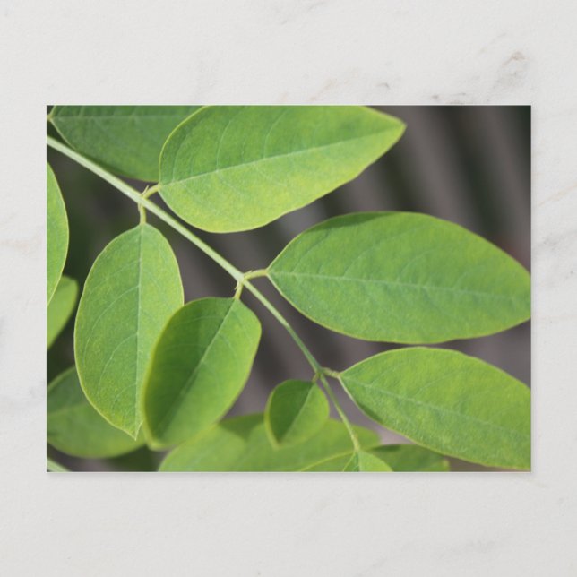 Pretty fresh green summer ash tree leaves. postcard (Front)