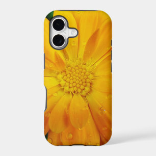pretty, fresh yellow daisy flower
