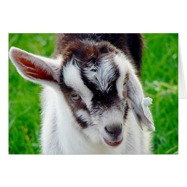 Pretty Goat Kid (Front Horizontal)