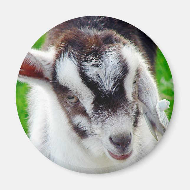 Pretty Goat Kid Magnet (Front)