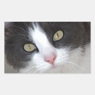 Pretty gray and white cat rectangular sticker