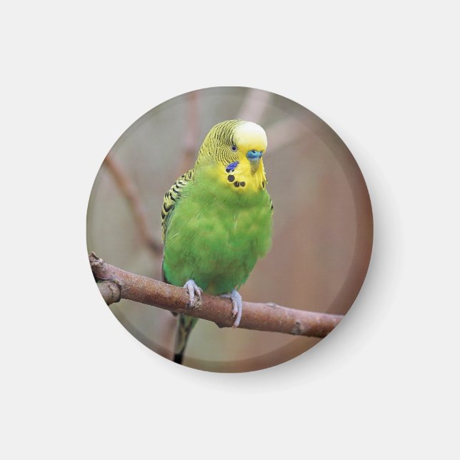 Pretty Green Budgie Photo Magnet (Front)