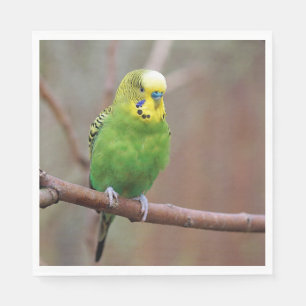 Pretty Green Budgie Photo Napkin