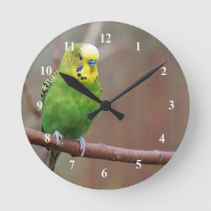 Pretty Green Budgie Photo Round Clock