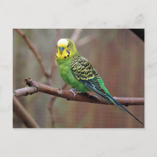 Pretty Green Parakeet Photo Postcard