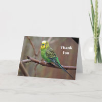 Pretty Green Parakeet Photo
