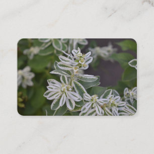 Pretty Green White Flowers Floral Fern Garden Business Card