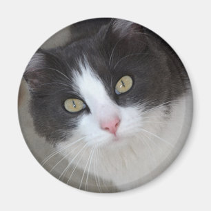 Pretty grey and white cat magnet