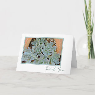 Pretty Hens & Chicks Any Occasion Script 5 x 7 Thank You Card