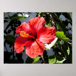 Pretty Hibiscus Poster