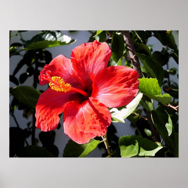 Pretty Hibiscus Poster (Front)