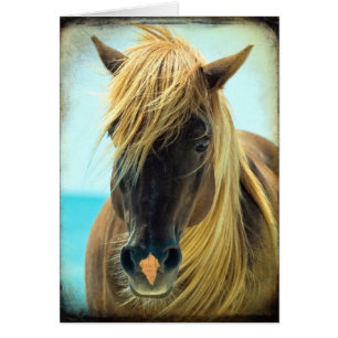 Pretty Horse
