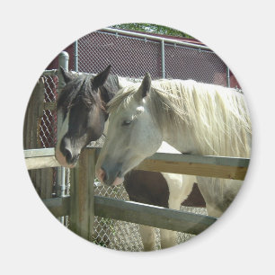 Pretty Horses Magnet