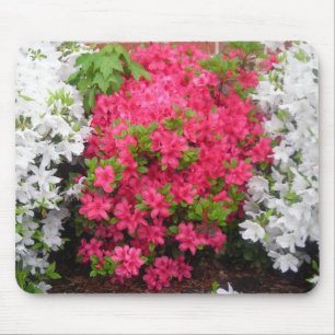 Pretty in pink (and white) Azaleas Mouse Pad