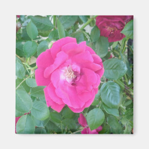 Pretty In Pink Flower Magnet