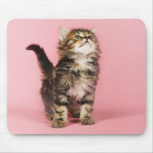 Pretty in Pink Kitten Mouse Pad