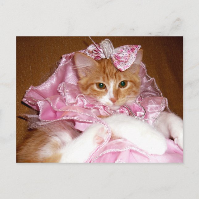 Pretty in Pink Kitten Postcard (Front)