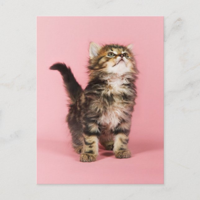 Pretty in Pink Kitten Postcard (Front)