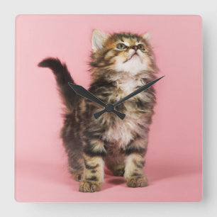 Pretty in Pink Kitten Square Wall Clock