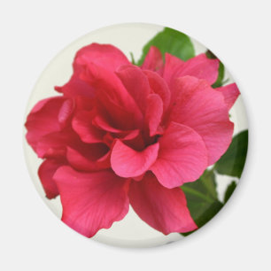 Pretty in Pink - Magnet