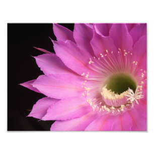 Pretty in pink Maria Piazza Photo Print