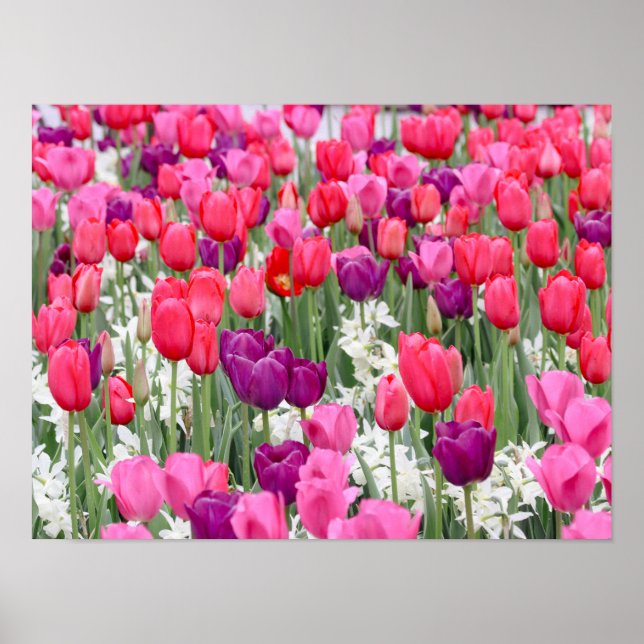 Pretty in Pink Petals  Poster (Front)
