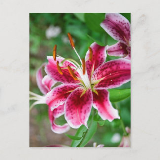 Pretty in Pink Postcard