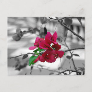 Pretty in Pink Postcard