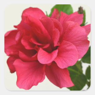 Pretty in Pink - Sticker