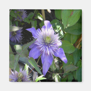 Pretty in Purple... Magnet
