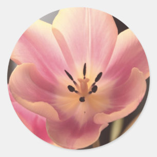 Pretty in Purple Tulip Sticker