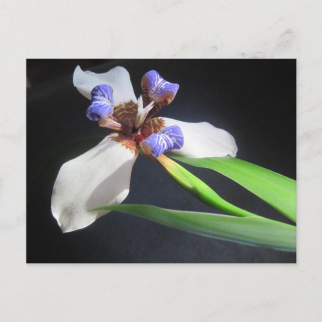 Pretty Iris Postcard (Front)