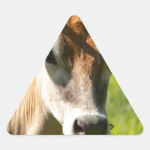 Pretty Jersey Cow Stare Triangle Sticker