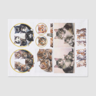 Pretty Kittens in the Style of Helena Maguire Tissue Paper