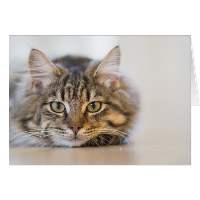 Pretty Kitty Looking at You (Front Horizontal)