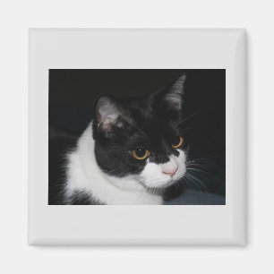 Pretty Kitty Magnet