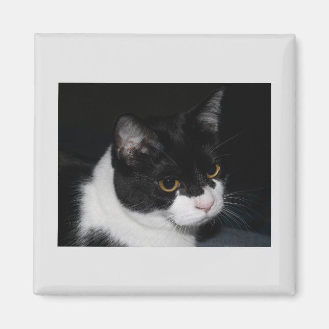 Pretty Kitty Magnet (Front)