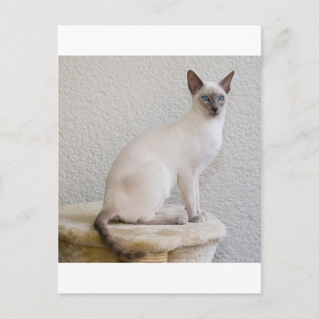 Pretty kitty postcard (Front)