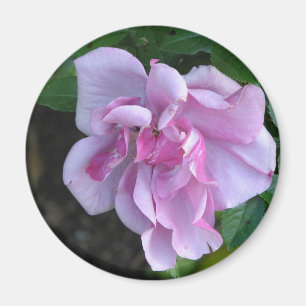 Pretty Lady 092 Magnet