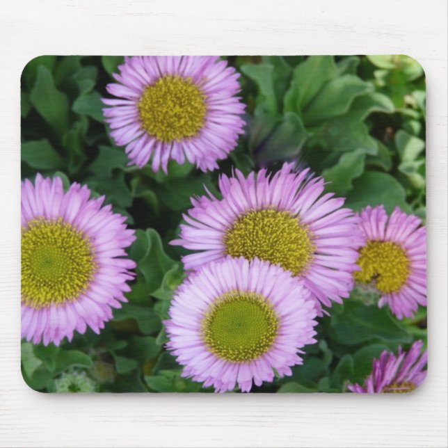 Pretty Lavender Erigeron Flowers Mouse Pad (Front)