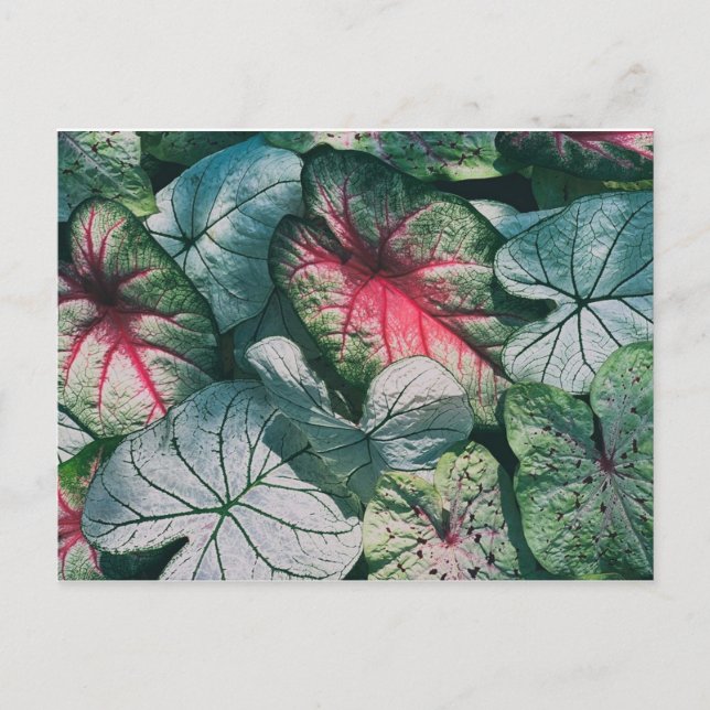 Pretty leaves postcard (Front)