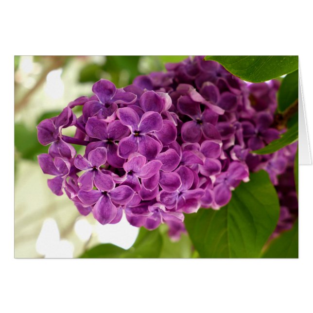 Pretty Lilac (Front Horizontal)