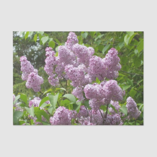 Pretty Lilac Bush Tissue Paper (Front)