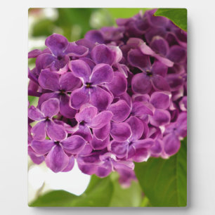 Pretty Lilac Plaque