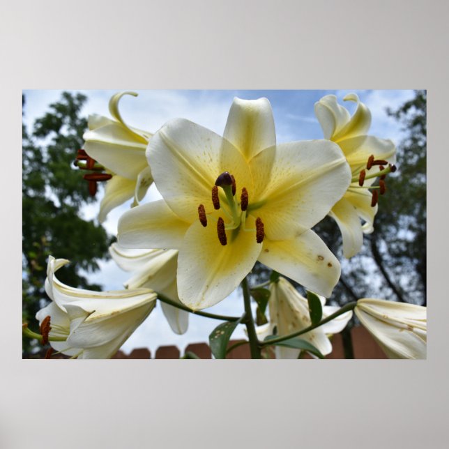 Pretty Lillies Poster (Front)