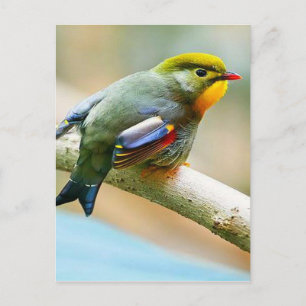 Pretty Little Bird Postcard