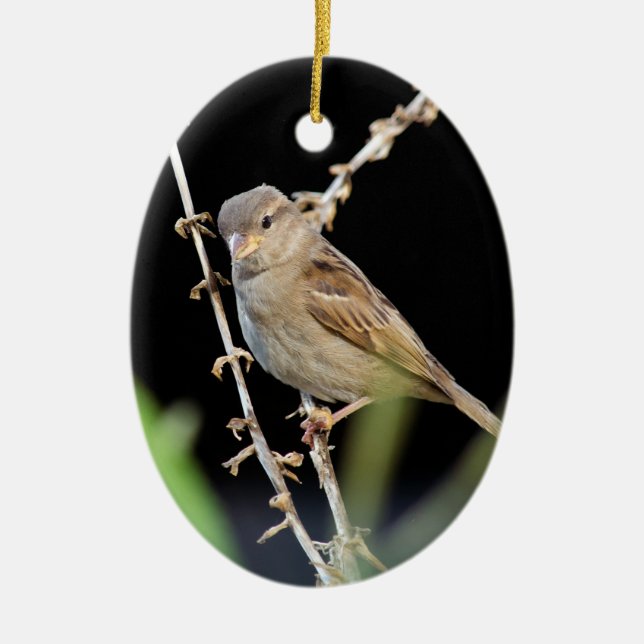 Pretty Little Sparrow Ceramic Ornament (Front)