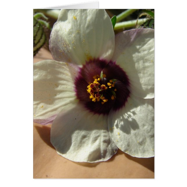 Pretty Little White Flower (Front)